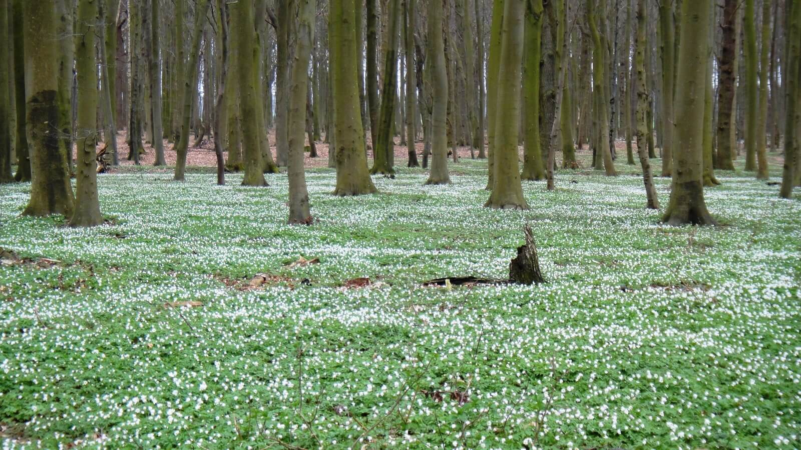 Frühling im angrenzenden Naturschutzwald