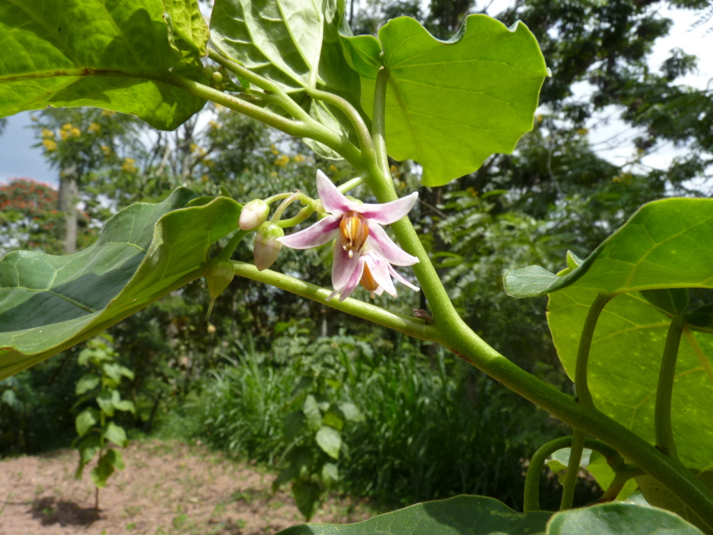 Baumtomate in Blüte