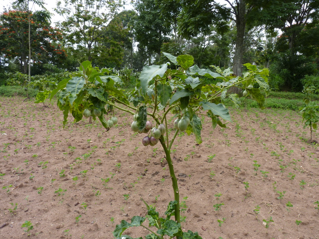 Baumtomate mit Früchten