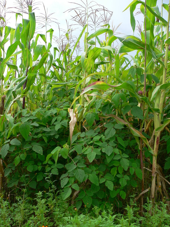 Futterpflanzen für die Milchkuhhaltung (Mais, Desmodium)