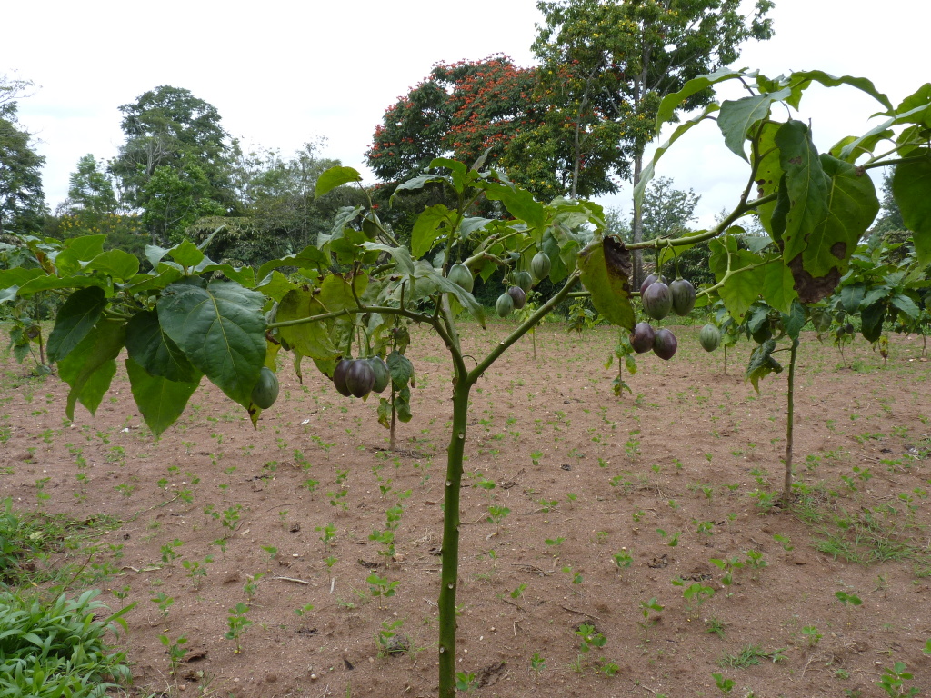 Baumtomate mit Früchten