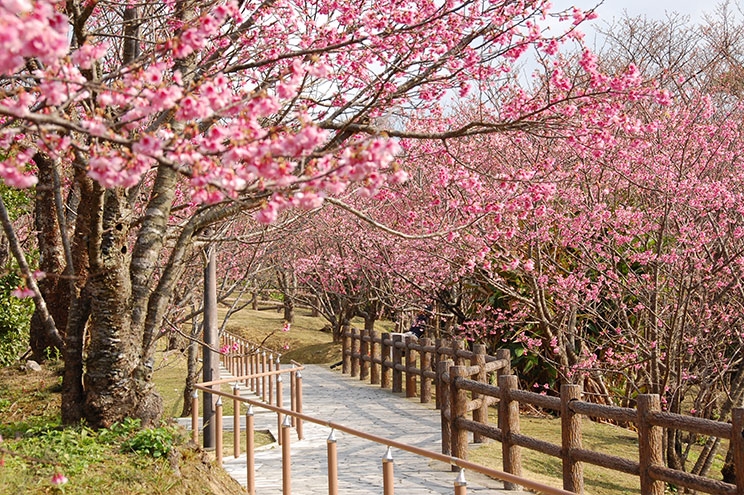 名護桜まつり　1月末