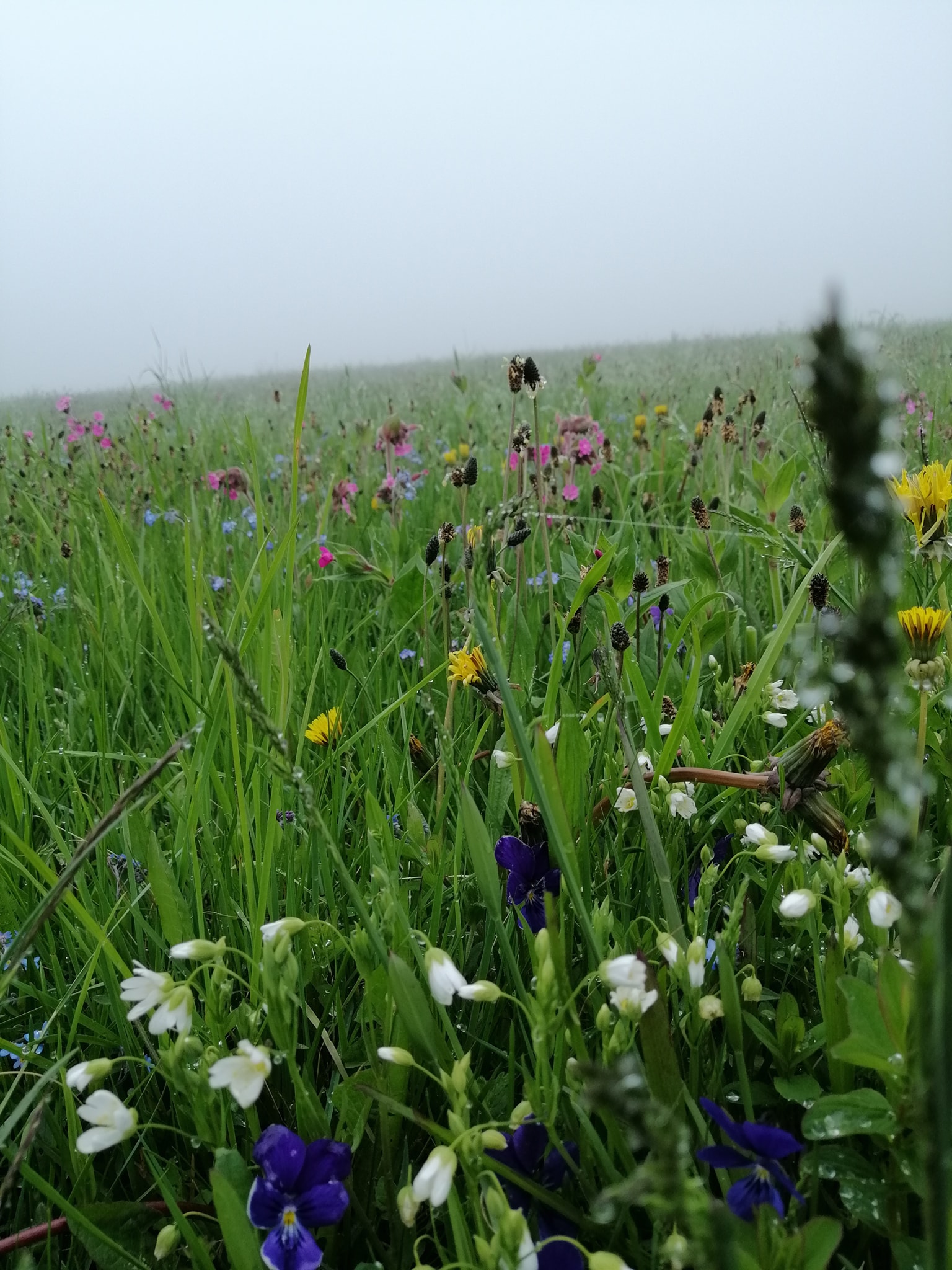 diversité floristique des Hautes Chaumes