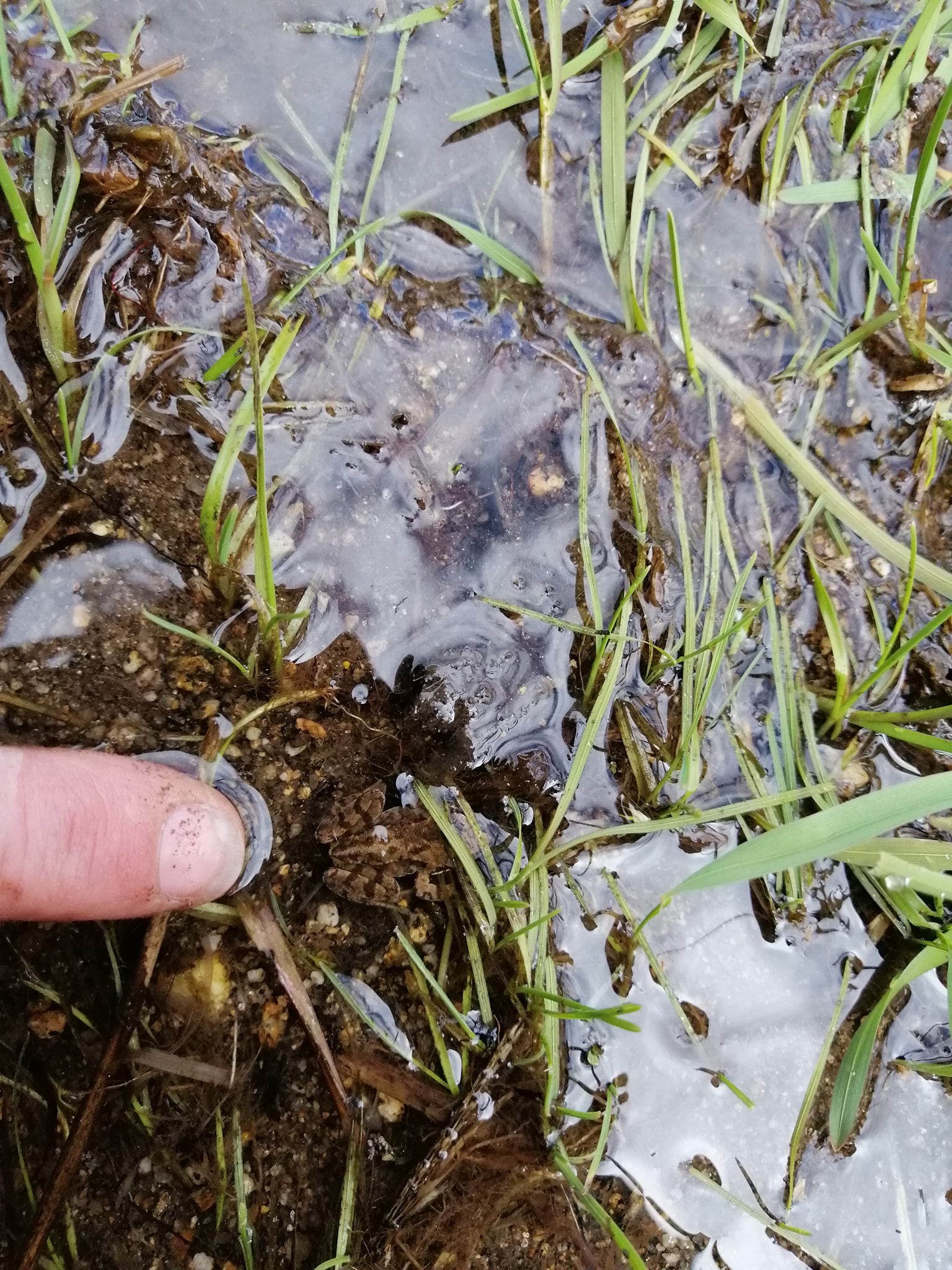petite grenouille