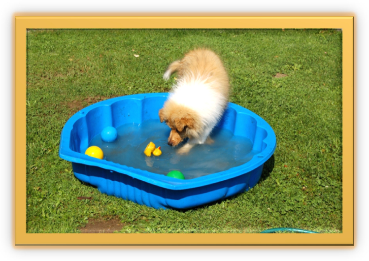 Deryn - im Wasser - 11 Wochen alt.