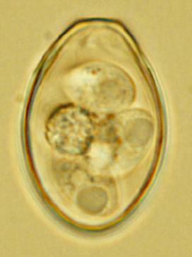 Oocyste sporulé d'Eimeria spp. (https://www.researchgate.net/figure/Sporulated-oocyst-of-the-Eimeria-intestinalis-isolate-Bar-indicates-20-m-m_fig1_259866098)