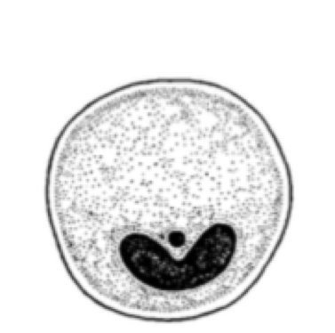 Kyste de Balantidium coli (Garcia, 2009)