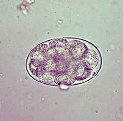 Oeuf d'Oesophagostomum spp. (https://www.cdc.gov/dpdx/oesophagostomiasis/index.html)