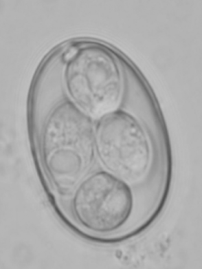 Oocyste sporulé d'Eimeria spp. (Teixeira et al., 2015)