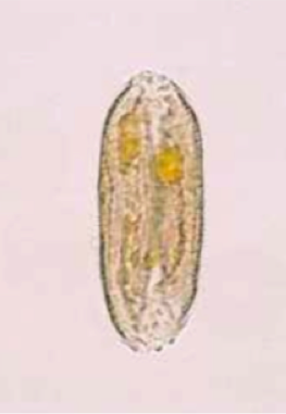 Grain de pollen d'iris (Iris spp.) (Petithory et al., 1995)