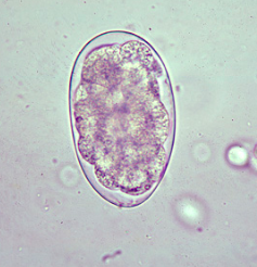 Oeuf d'Oesophagostomum spp. (https://www.cdc.gov/dpdx/oesophagostomiasis/index.html)