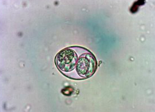 Oocyste sporulé d'Isospora spp. (http://www.troccap.com/canine-guidelines/gastrointestinal-parasites/canine-coccidia/)