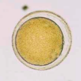 Pollen de vrai safran (Crocus sativus) (Petithory et al., 1995)
