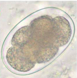 Oeuf d'Ancylostoma spp. (http://www.metapathogen.com/hookworm/humanhookworms/)