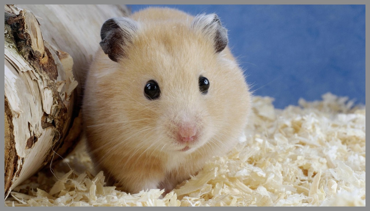 Hamster & Co. Dogliner Mobile Tierbetreuung Heilbronn
