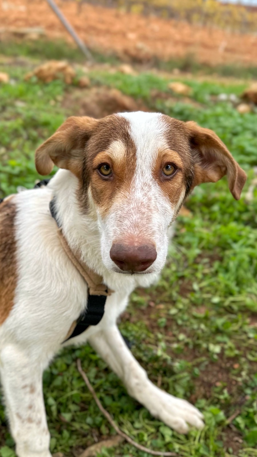 L'évolution du chiot dès la naissance | Royal Canin FR, image size:900x1600