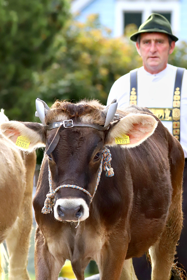 foto-aldente.net - Brunnadern - Viehschau - Fotografie - Tierfotografie