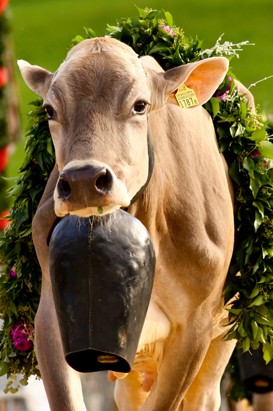 foto-aldente.net - Mosnang - Viehschau - Fotografie - Tierfotografie