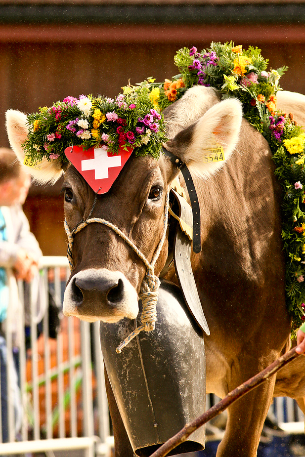 foto-aldente.net - Mosnang - Viehschau - Fotografie - Tierfotografie