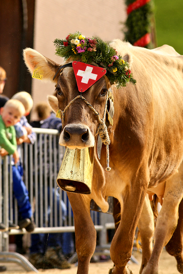 foto-aldente.net - Mosnang - Viehschau - Fotografie - Tierfotografie