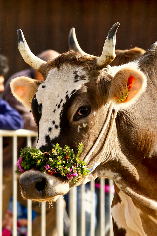 foto-aldente.net - Mosnang - Viehschau - Fotografie - Tierfotografie