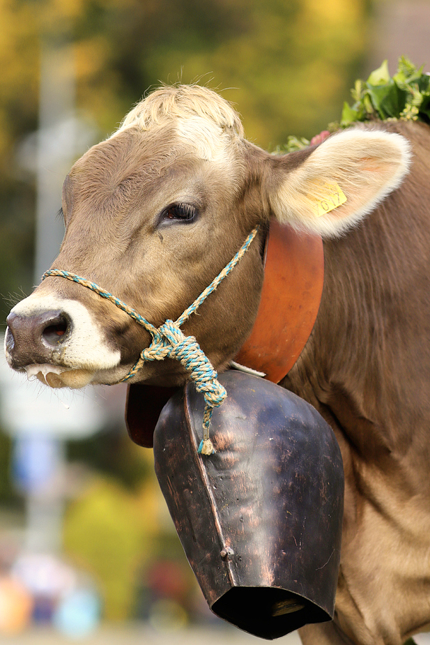 foto-aldente.net - Mosnang  - Viehschau - Fotografie - Tierfotografie