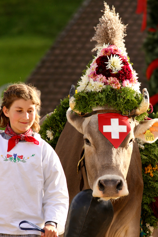 foto-aldente.net - Mosnang - Viehschau - Fotografie - Tierfotografie