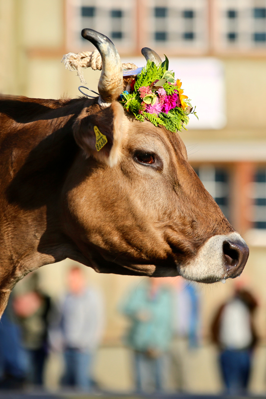 foto-aldente.net - Urnäsch - Viehschau - Fotografie - Tierfotografie