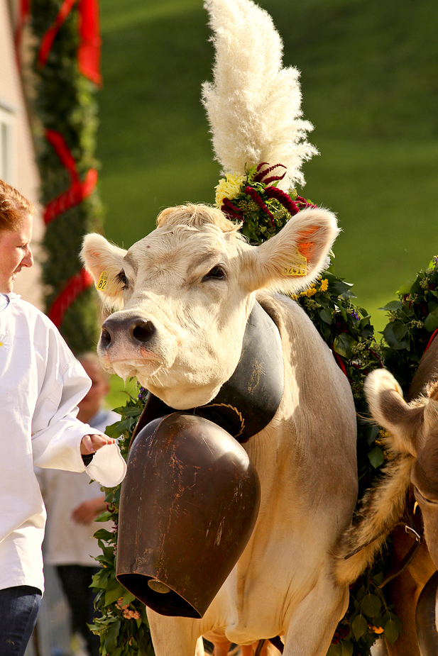 foto-aldente.net - Mosnang - Viehschau - Fotografie - Tierfotografie