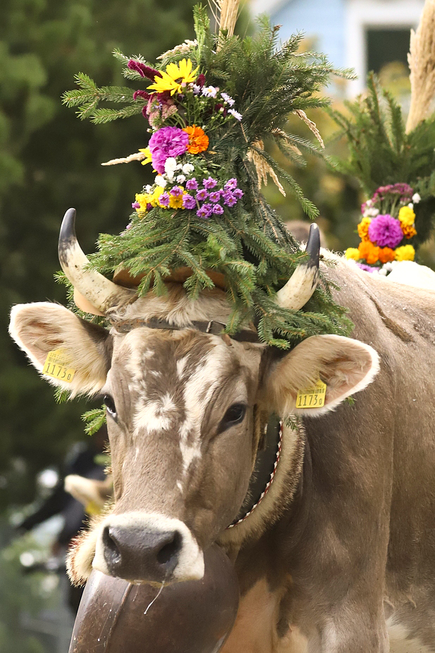 foto-aldente.net - Brunnadern - Viehschau - Fotografie - Tierfotografie