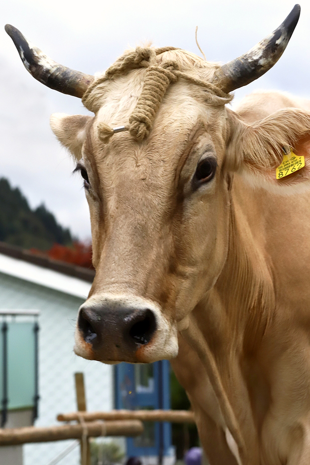 foto-aldente.net - Schwellbrunn - Viehschau - Fotografie - Tierfotografie