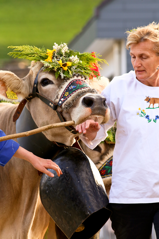 foto-aldente.net - Mosnang - Viehschau - Fotografie - Tierfotografie