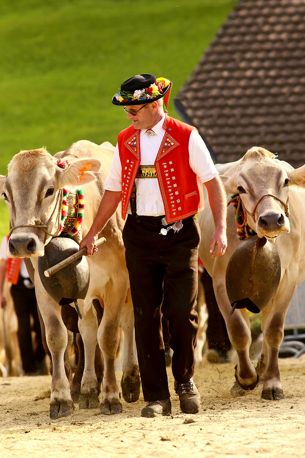 foto-aldente.net - Mosnang - Viehschau - Fotografie - Tierfotografie