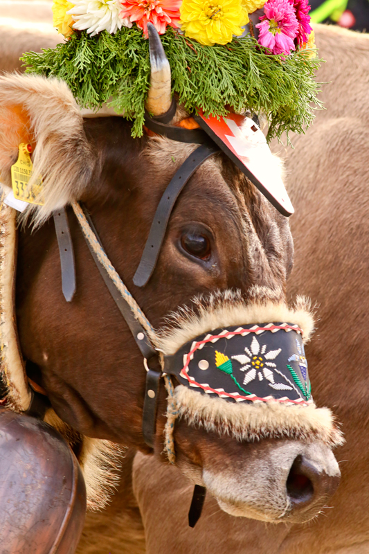 foto-aldente.net - Mosnang - Viehschau - Fotografie - Tierfotografie