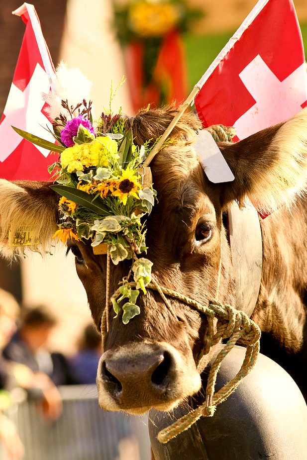 foto-aldente.net - Mosnang - Viehschau - Fotografie - Tierfotografie