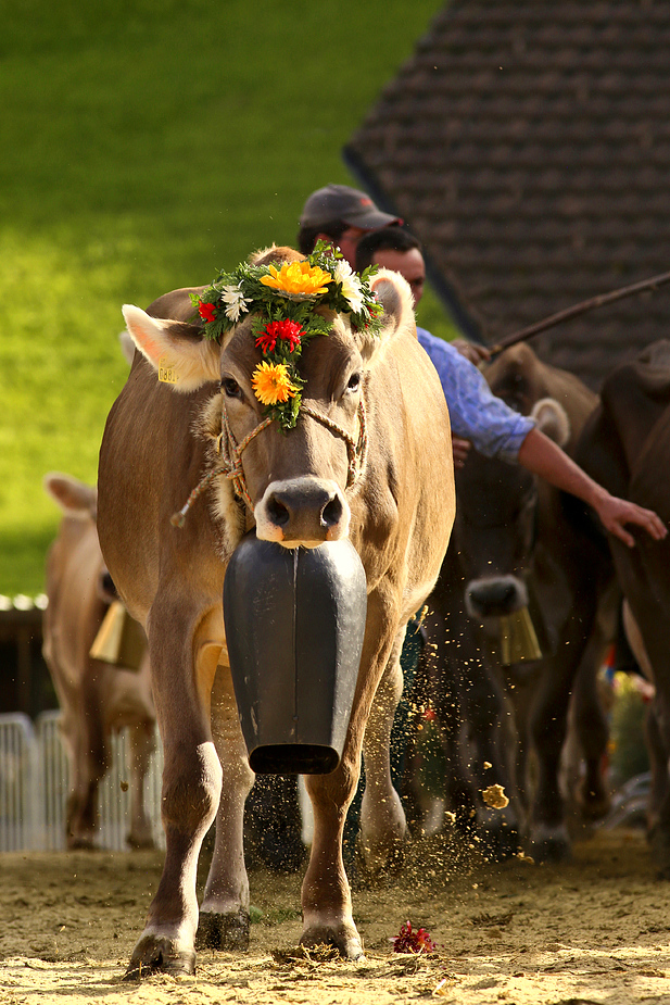 foto-aldente.net - Mosnang - Viehschau - Fotografie - Tierfotografie