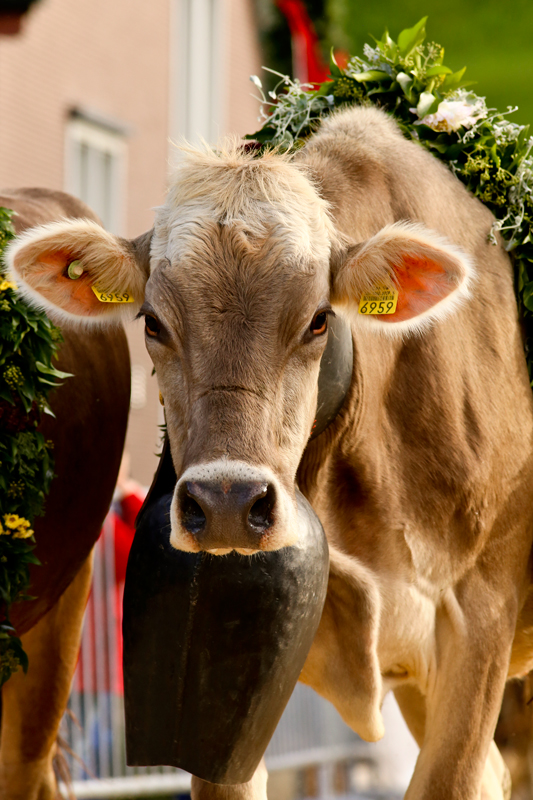 foto-aldente.net - Mosnang - Viehschau - Fotografie - Tierfotografie