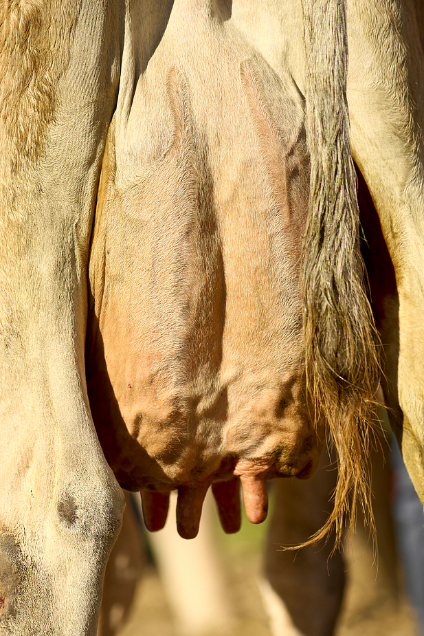 foto-aldente.net - Mosnang - Viehschau - Fotografie - Tierfotografie