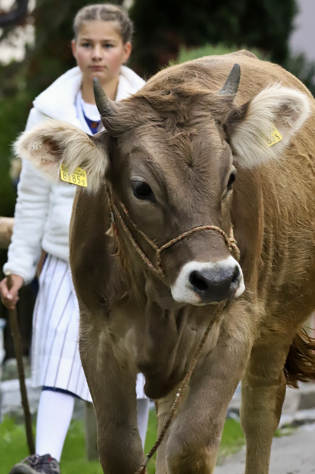 foto-aldente.net - Schwellbrunn - Viehschau - Fotografie - Tierfotografie