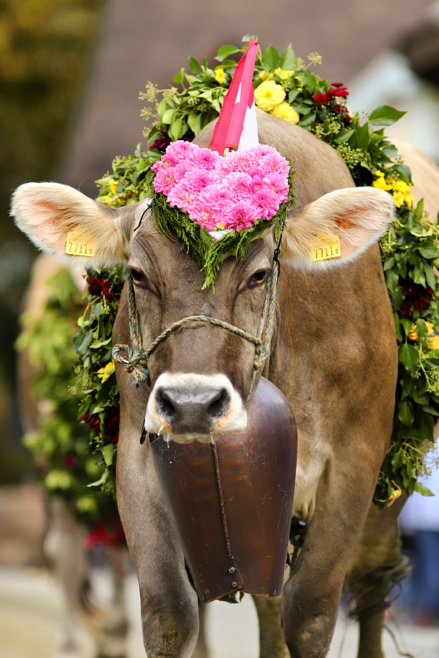 foto-aldente.net - Mosnang  - Viehschau - Fotografie - Tierfotografie