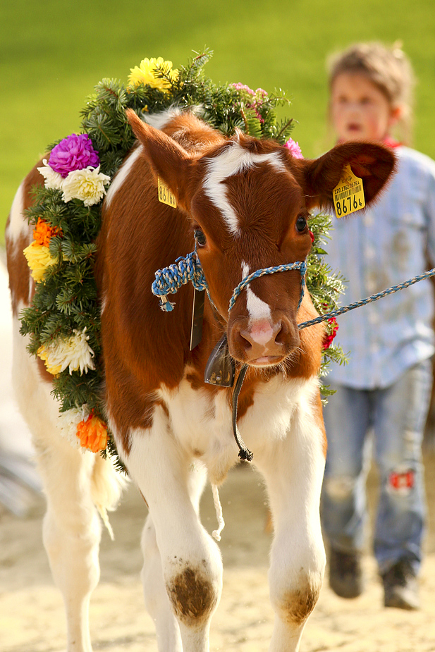 foto-aldente.net - Mosnang - Viehschau - Fotografie - Tierfotografie