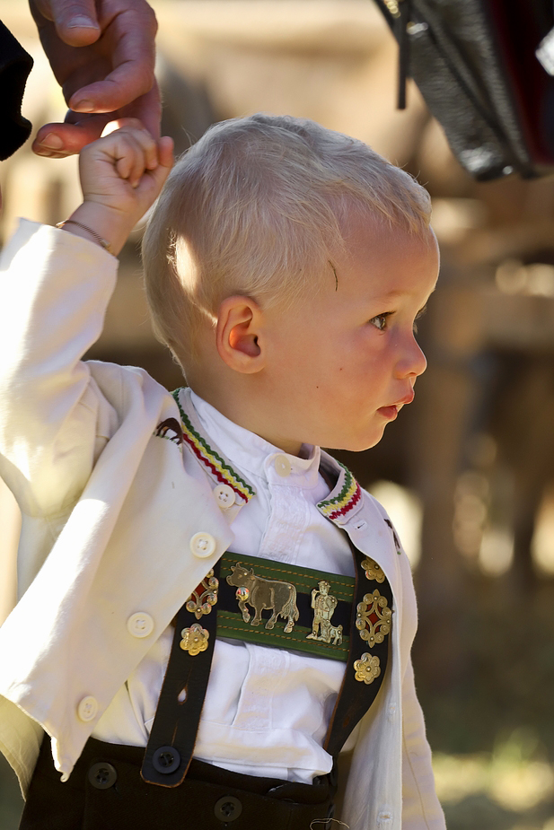 foto-aldente.net - Gais  - Viehschau - Fotografie - Tierfotografie