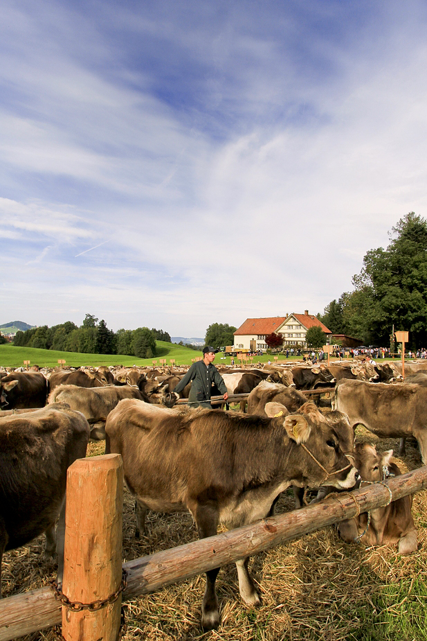 foto-aldente.net - Rehetobel - Viehschau - Fotografie - Tierfotografie