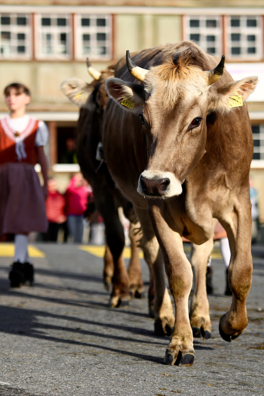 foto-aldente.net - Urnäsch - Viehschau - Fotografie - Tierfotografie