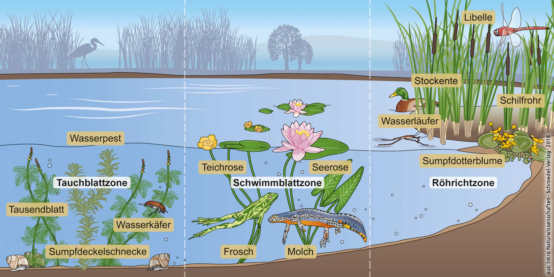 Illustrationen zum Bereich Biologie Wolfgang Herzig Grafikdesign und