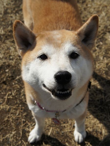 野口　リーフ