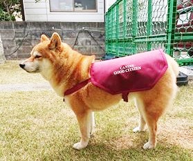 栗原 マリン(柴犬)【プラチナ認定犬】