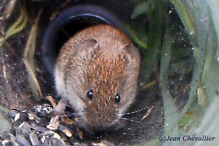 Campagnol roussâtre (Clethrionomys glareolus) Jean Chevallier