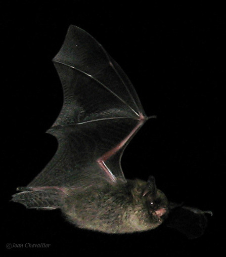 Myotis mystacinus, photo Jean Chevallier 2015