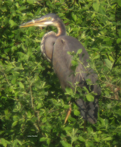 Ardea purpurea , forme sombre?